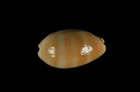 藏品(紫口寶螺)的圖片